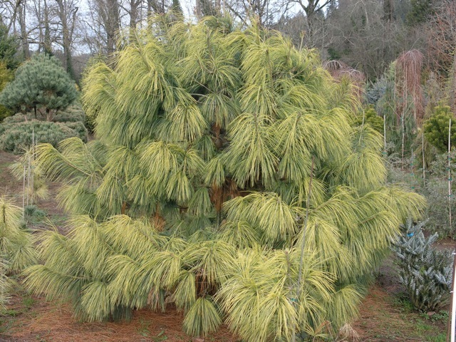 Pinus wallichiana 'Zebrina'