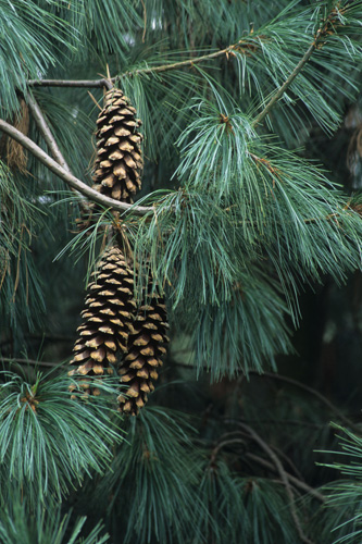 Pinus wallichiana