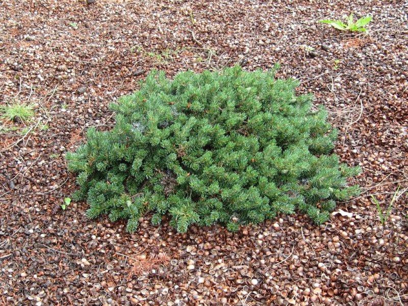 Pinus banksiana 'Schoodic'