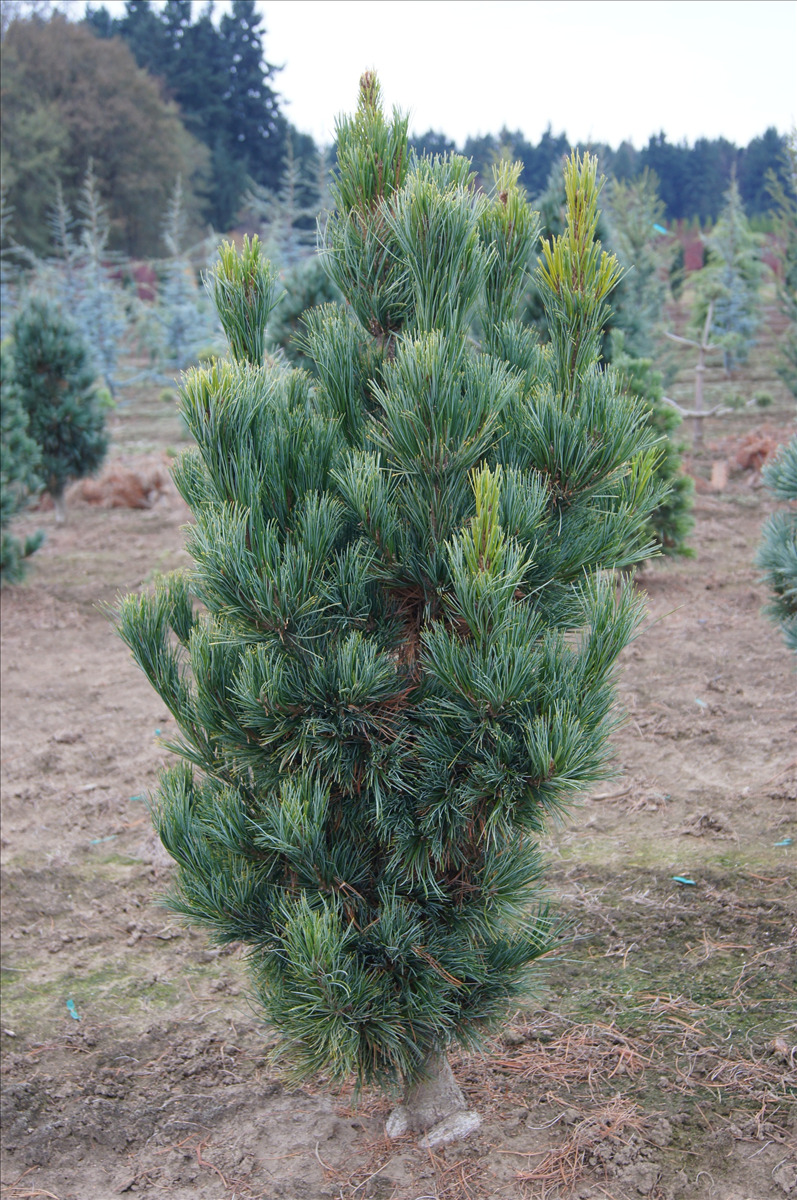 Pinus cembra 'Glauca Nana'