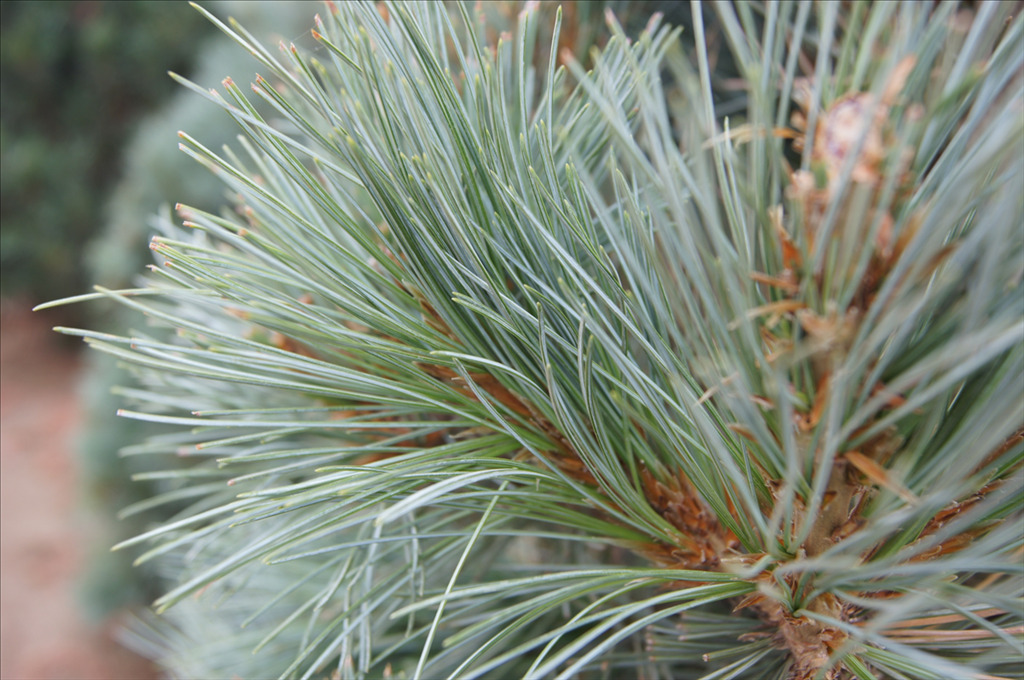 Pinus flexilis 'Cesarini Blue'
