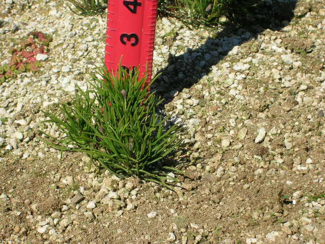 Pinus mugo var. pumilio