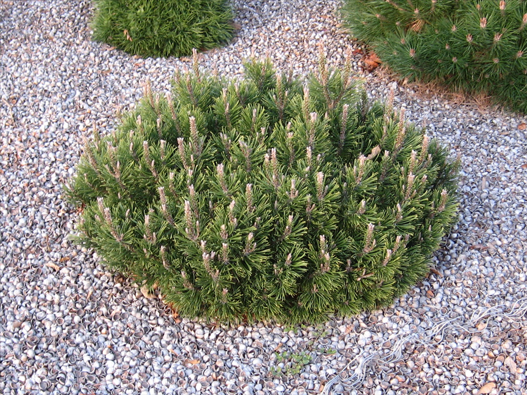 Pinus mugo 'Slowmound'