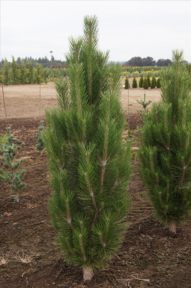 Pinus nigra 'Arnold's Sentinel'