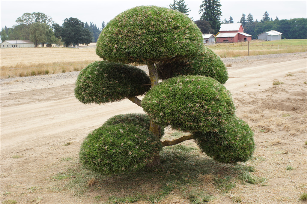 Pinus nigra Topiary