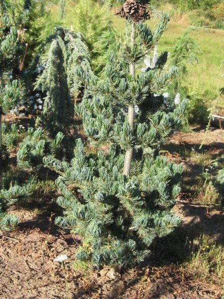 Pinus parviflora 'Cleary'