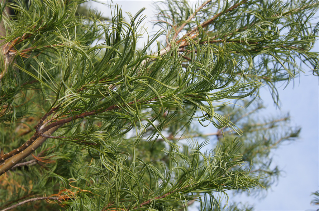 Pinus strobus 'Torulosa'