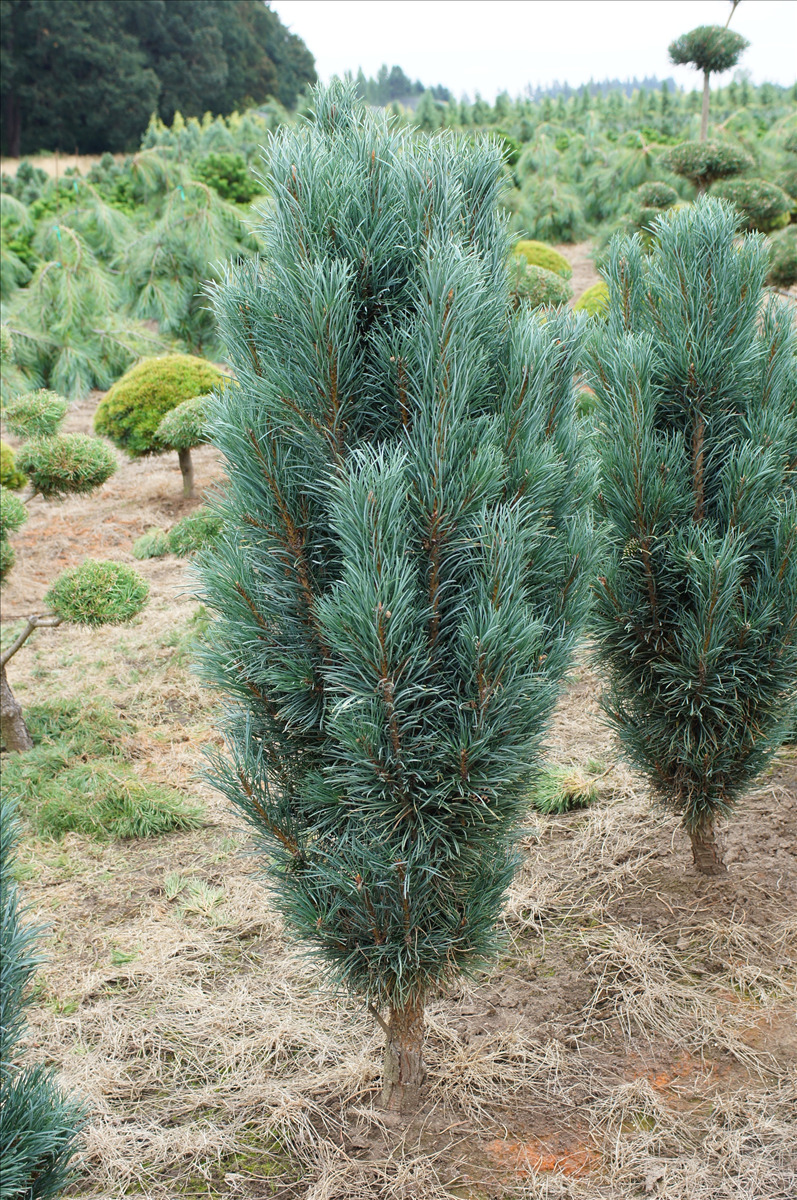 Pinus sylvestris 'Fastigiata'
