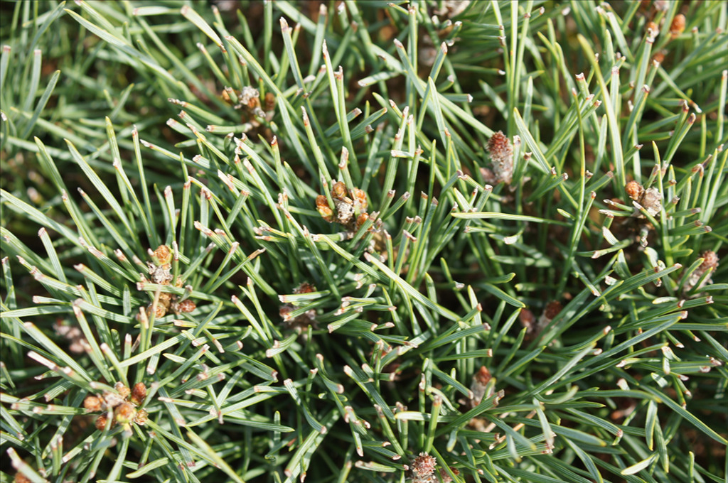 Pinus sylvestris 'Glauca Nana' Std.