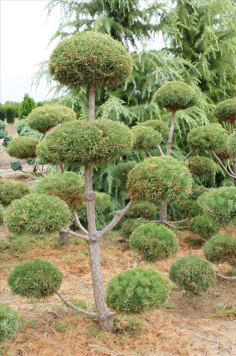 Pinus sylvestris Poodle
