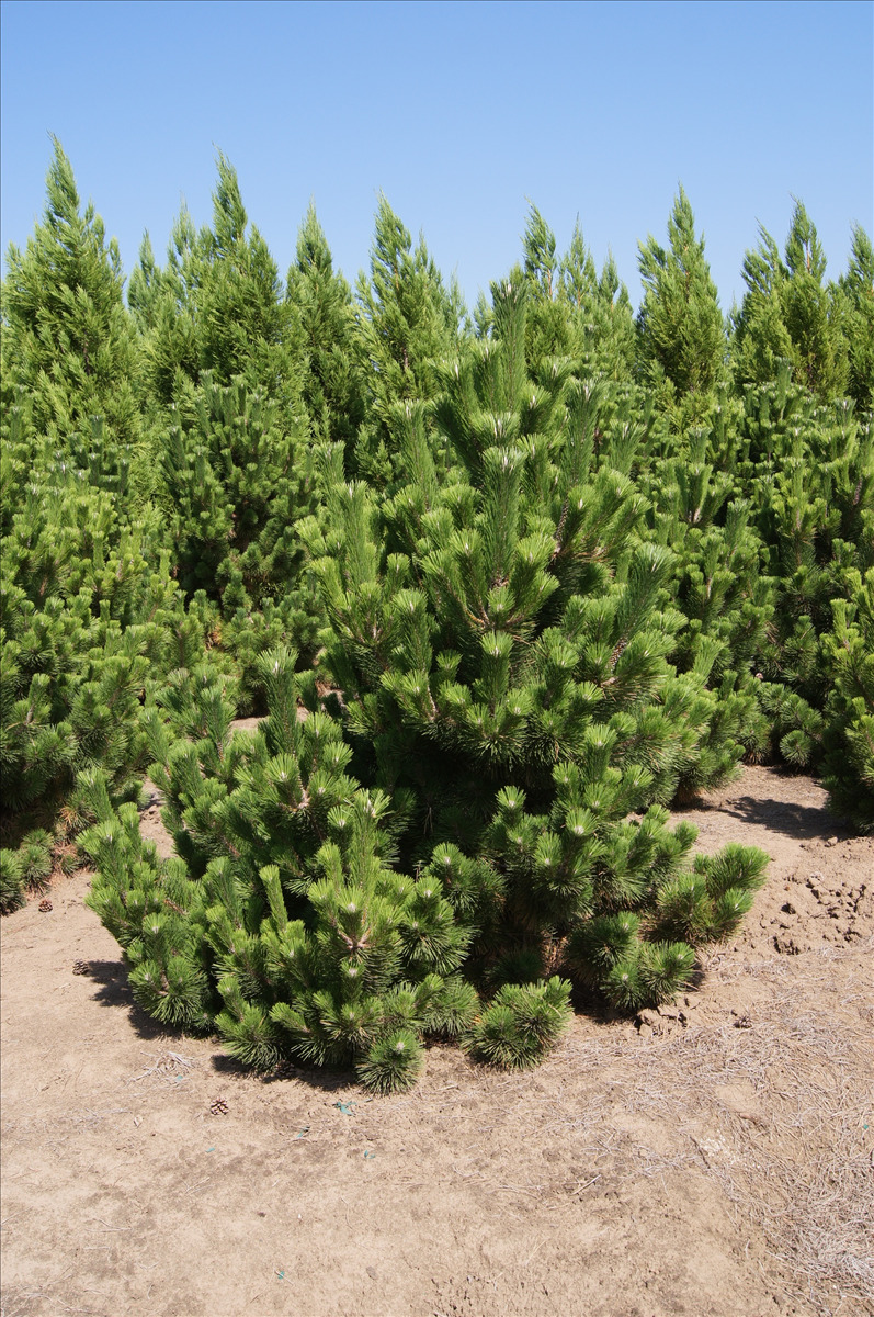 Pinus thunbergii 'Thunderhead'