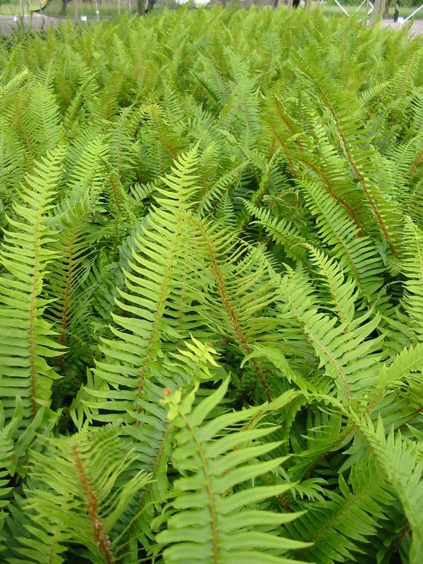 Polystitchum munitum