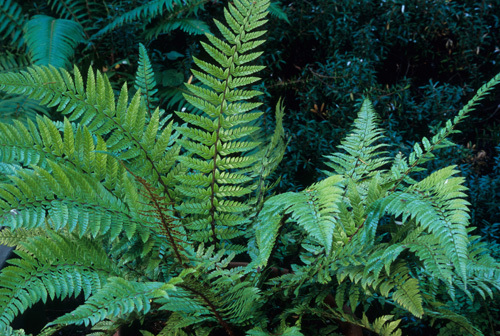 Polystichum neolobatum