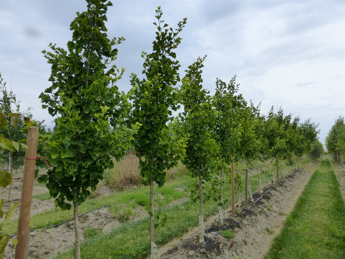 Presidential Gold® Maidenhair Tree (Ginkgo biloba 'The President')