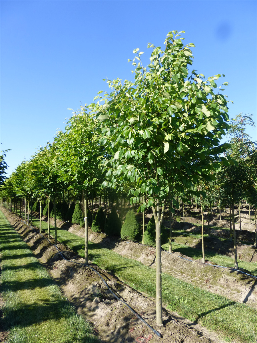 Ulmus americana 'Princeton'