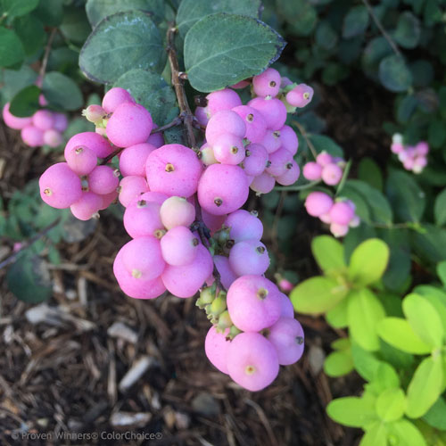 Symphoricarpos sp. 'Sofie' (Proud Berry™ Coral Berry)