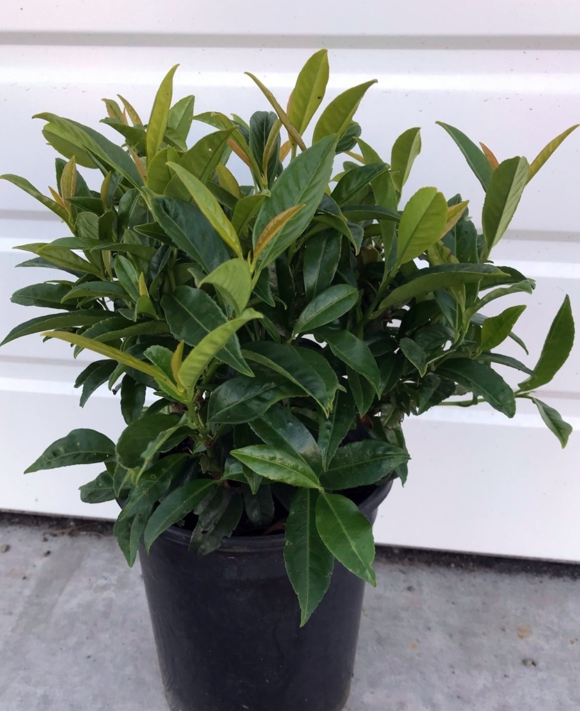 Prunus laurocerasus 'Chestnut Hill'