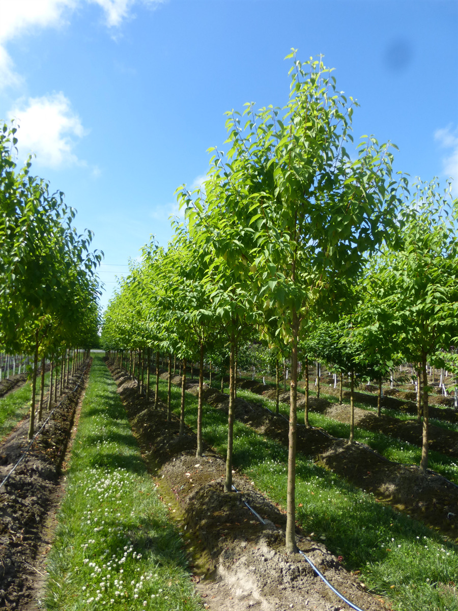 Prunus maackii