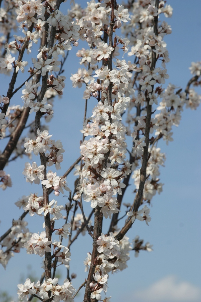 Prunus cerasifera 'Cripoizam'