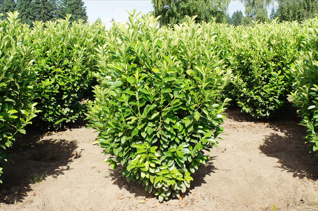 Prunus laurocerasus 'Nana'