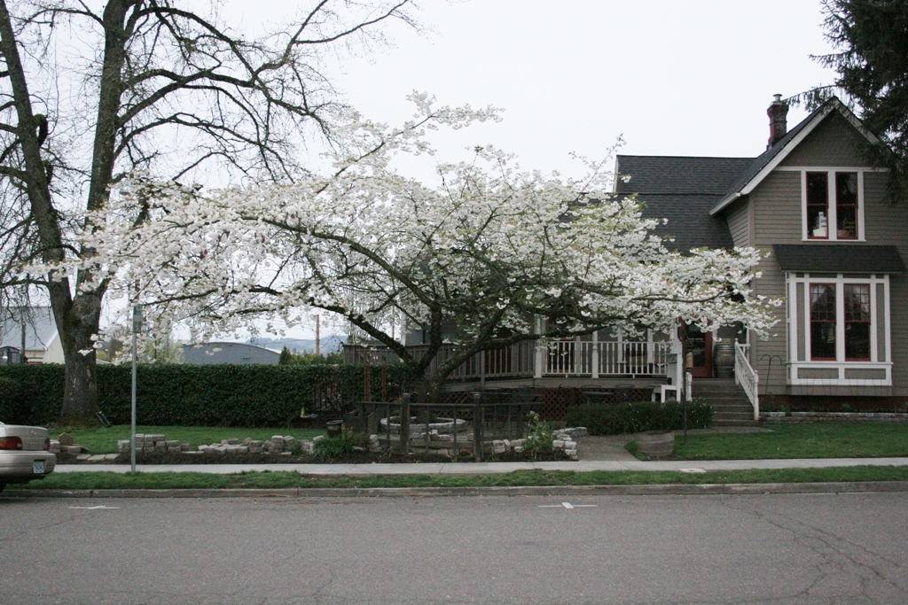 Prunus serrulata 'Mt. Fuji'