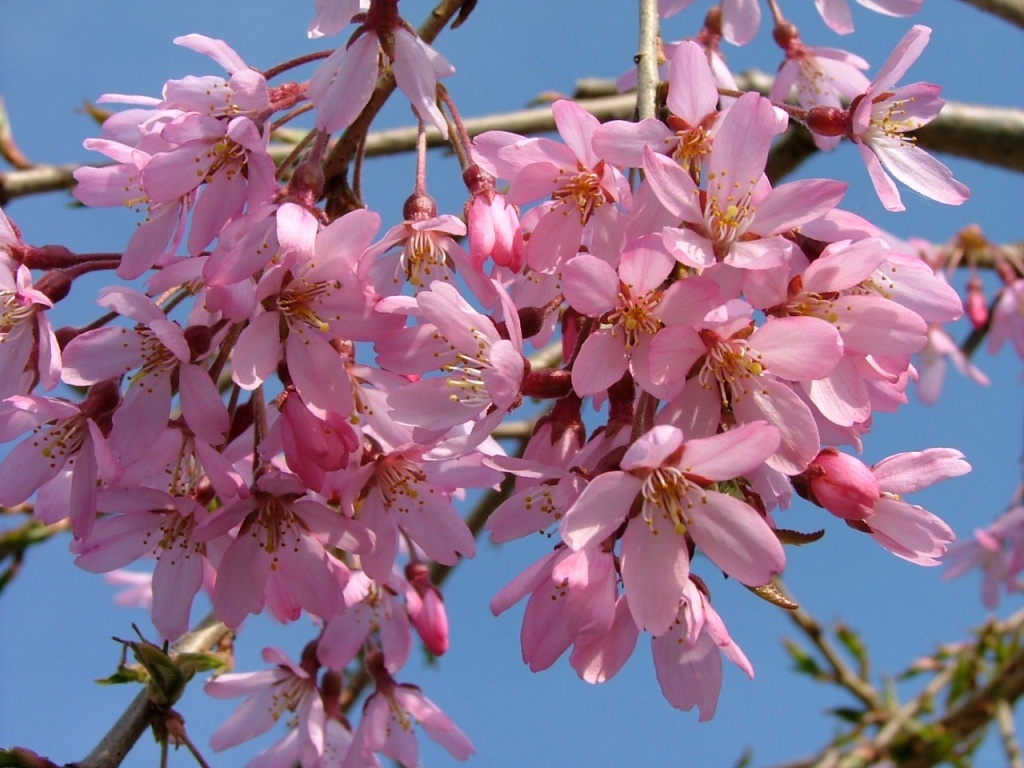 Prunus subhirtella 'Pisnshzam'
