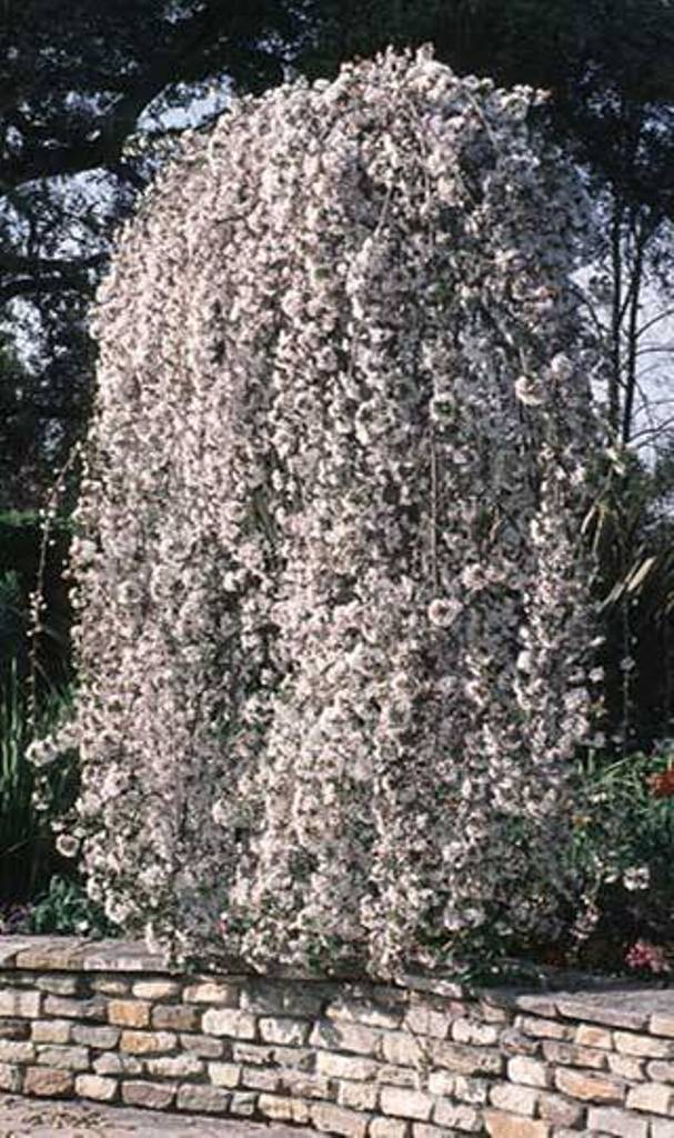 Prunus subhirtella 'Snofozam'
