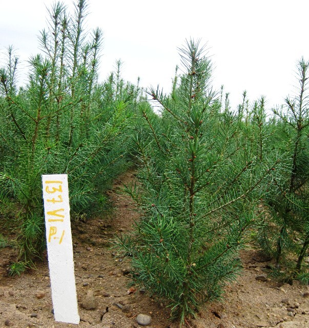 Pseudotsuga menziesii