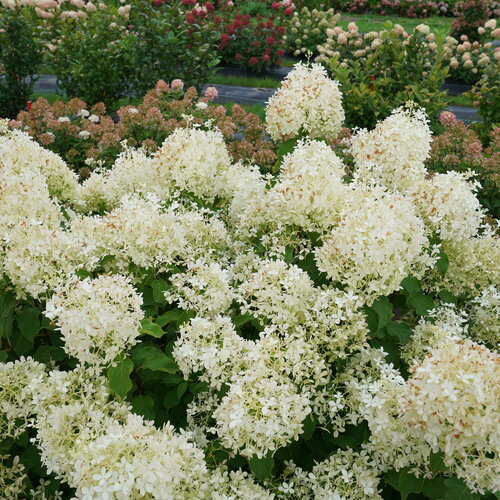 Puffer Fish Hydrangea