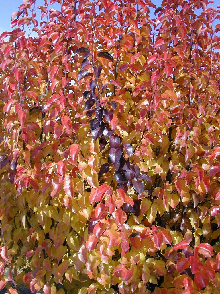 Pyrus calleryana 'Chanticleer'