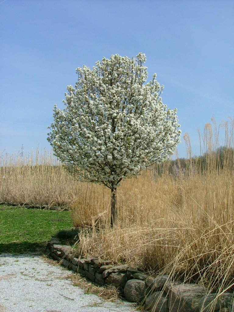 Pyrus calleryana 'Jaczam'