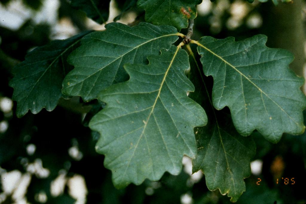 Quercus x macdanielii 'Clemons' PP11431