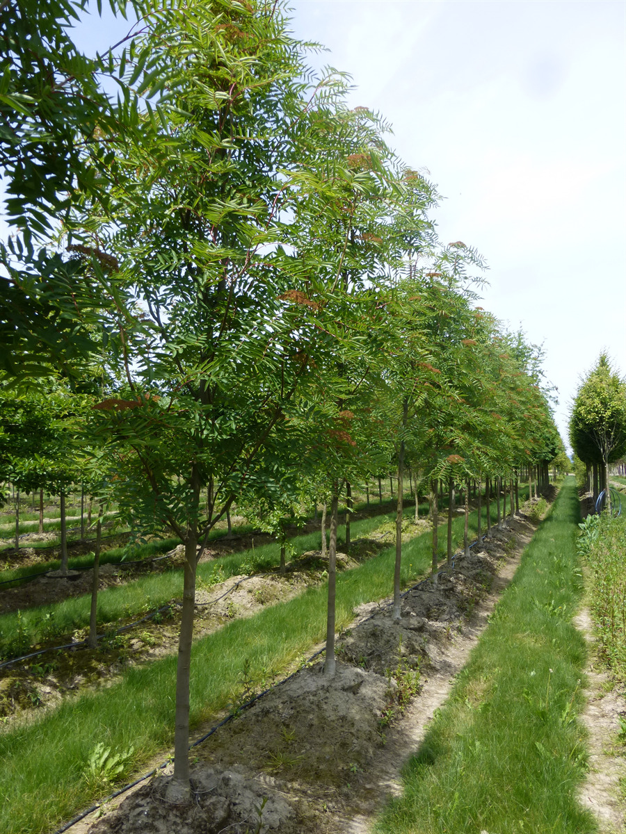 Red Cascade™ Mountain Ash (Sorbus americana 'Dwarfcrown')