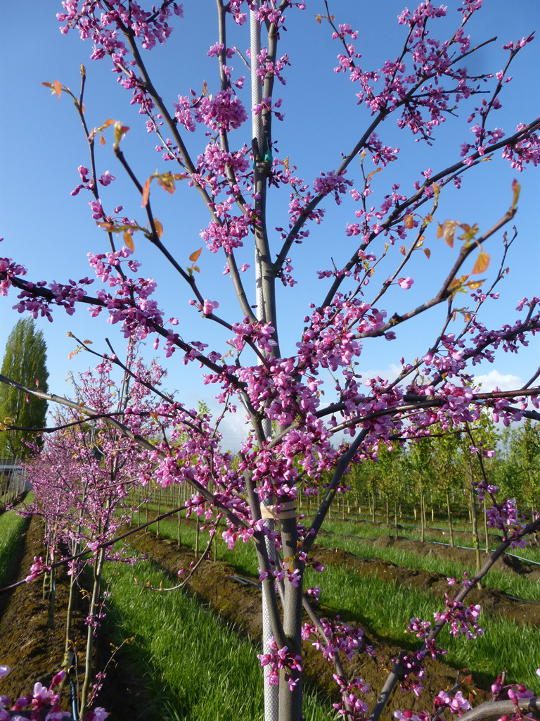 Cercis canadensis