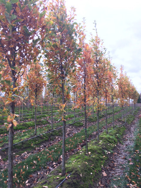Regal Prince® Oak (Quercus robur x bicolor 'Long')