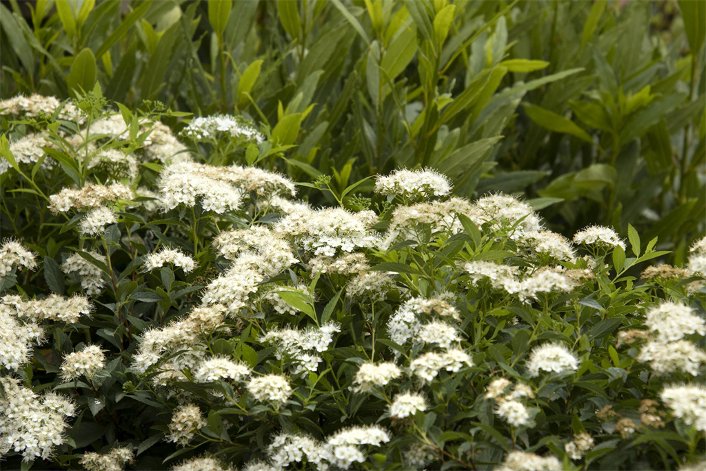 Empire™ Yeti™ Spirea