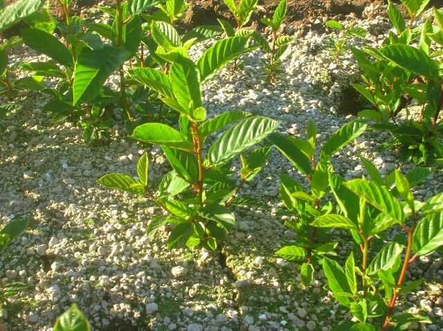 Rhamnus purshiana