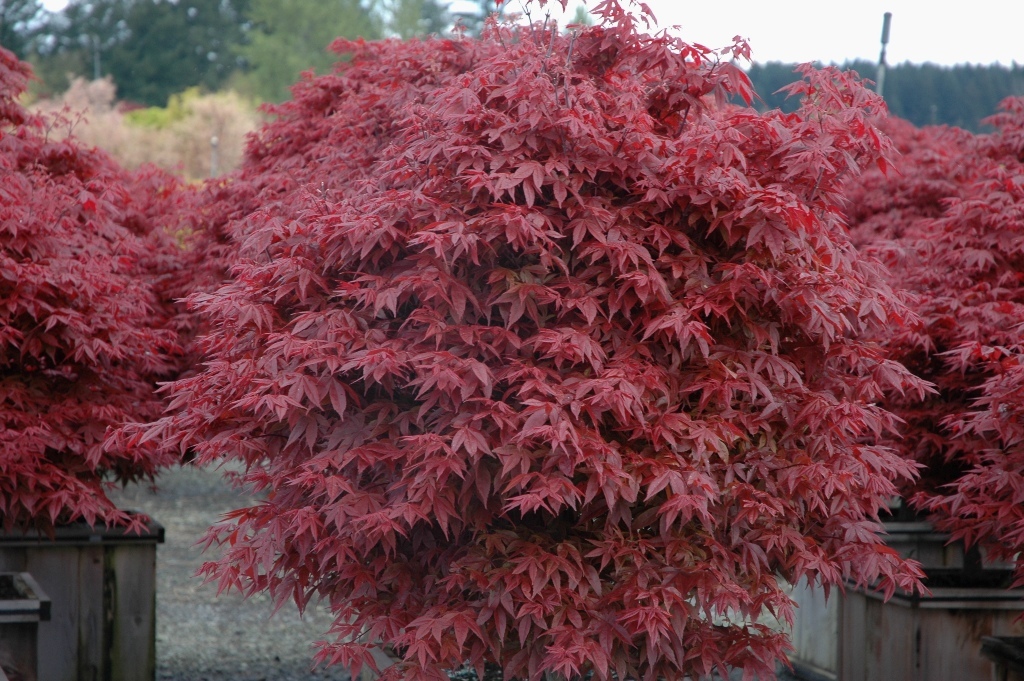 Acer palmatum 'Rhode Island Red'