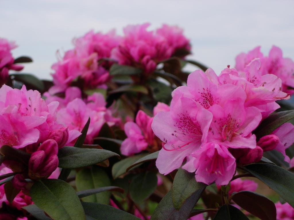 Rhododendron 'Aglo Weston'