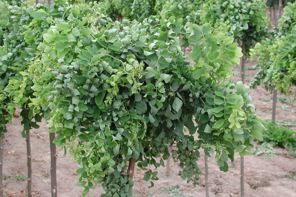 Robinia pseudoacacia 'Lace Lady' PP9771