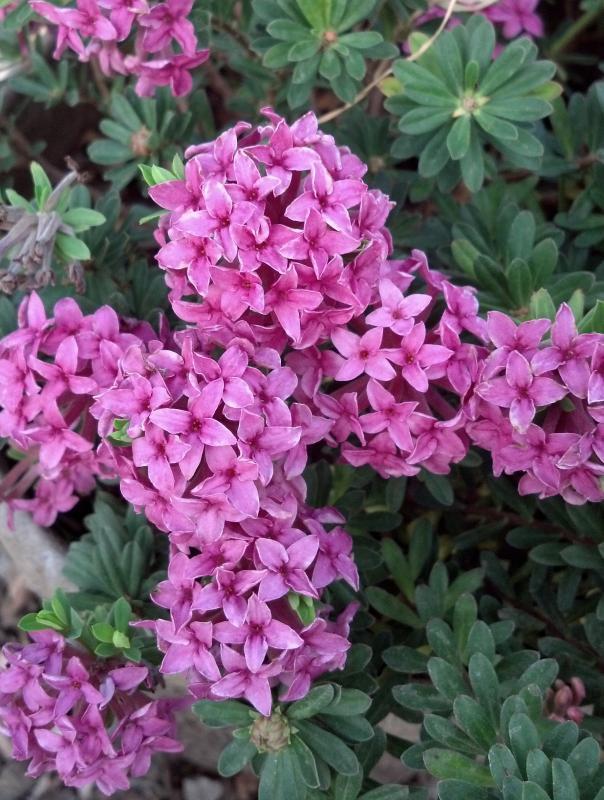 Rock Daphne, Garland Daphne, Rose Daphne