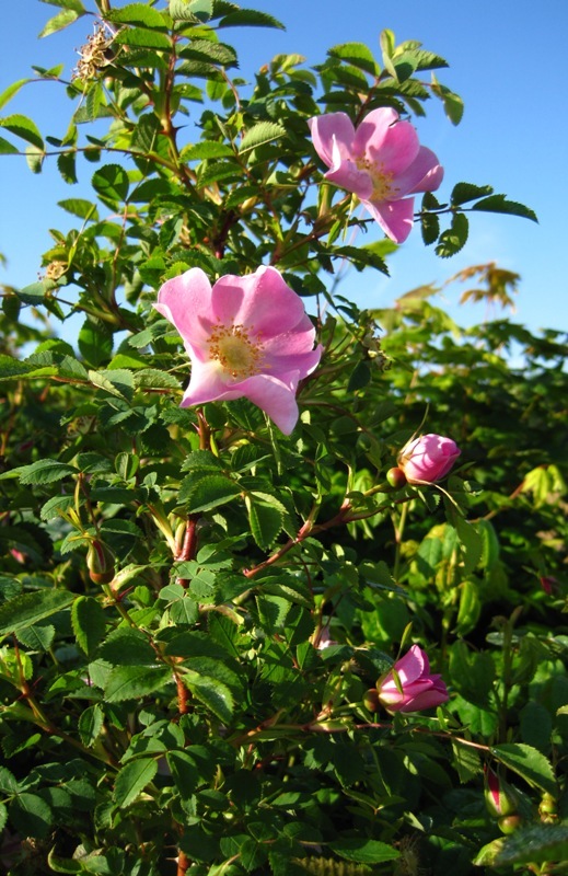 Rosa nutkana