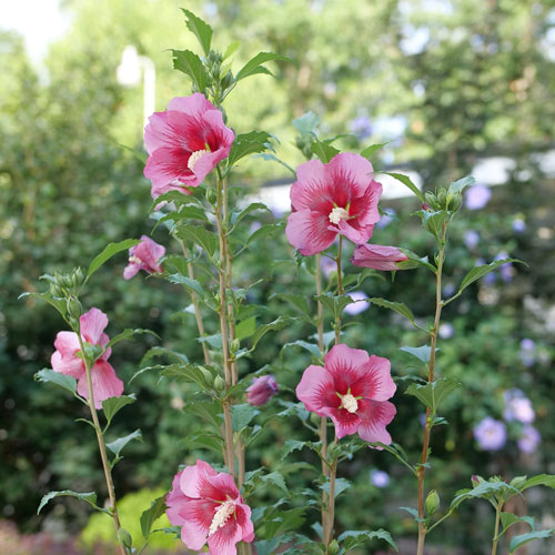 Hibiscus syriacus 'GFNHSRP'  (Red Pillar™ Rose of Sharon)