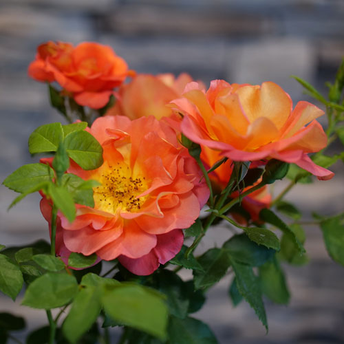Rosa x 'Bozfra321' (Rise Up Emberays™ Climbing Rose)