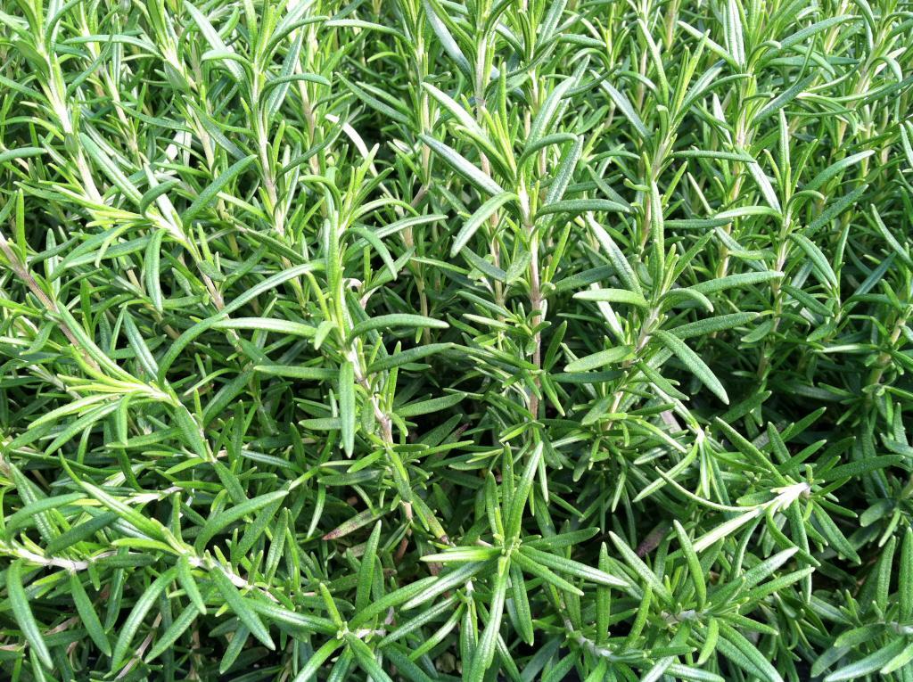 Rosmarinus officinalis 'Tuscan Blue'