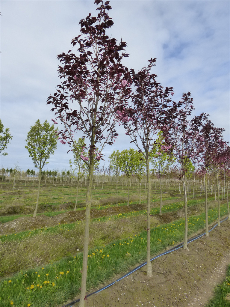 Prunus serrulata 'Royal Burgundy'