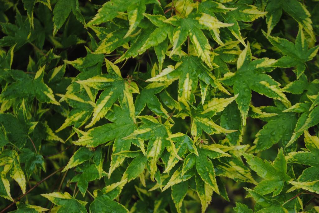 Acer palmatum 'Sagara-nishiki'