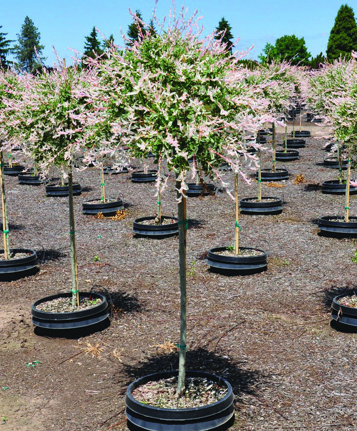 Salix integra 'Hakuro-nishiki'