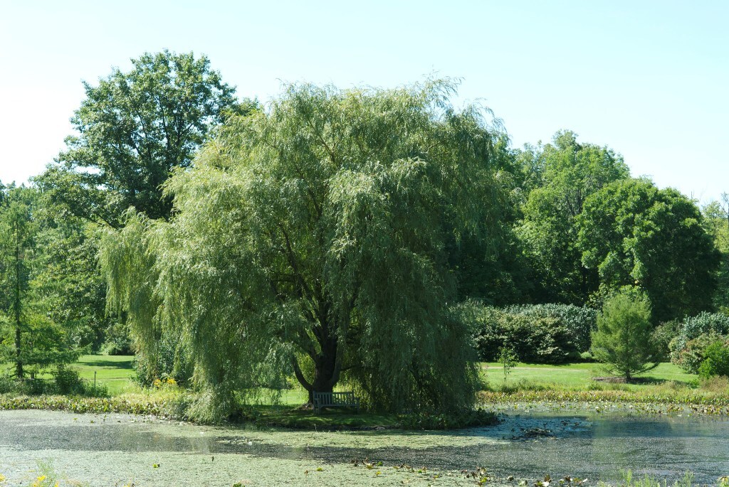 Salix 'Prairie Cascade'