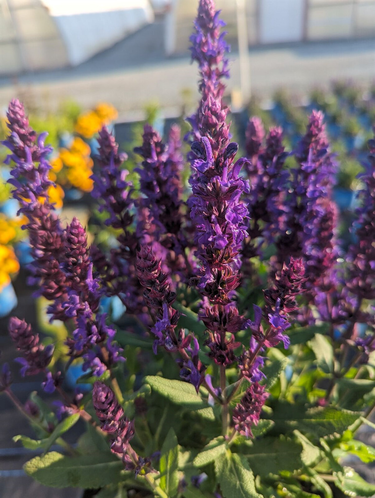 Perpetual Purple™ Meadow Sage